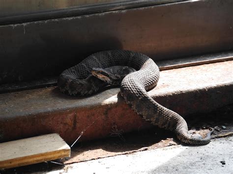 Snakes of Hokkaido .